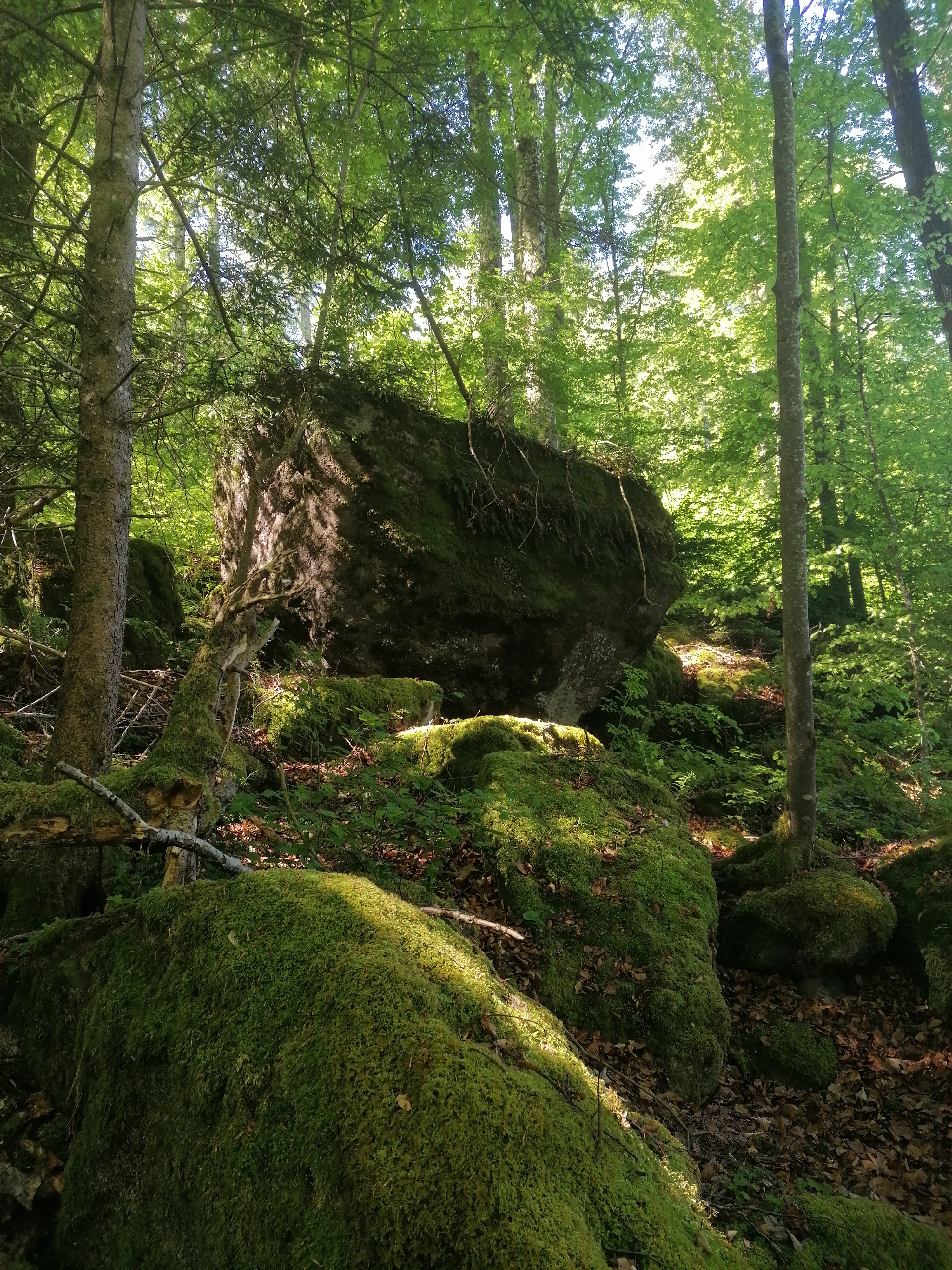 Image of a Boulder in the Woods